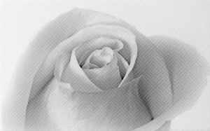 Кафель настенный Декор 250х400 Камелия черный 01 6141-91